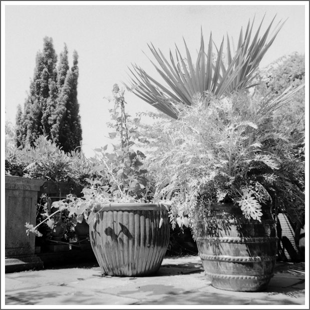 Outdoor scene with large potted plants including a fan palm and fern on a patio or balcony.