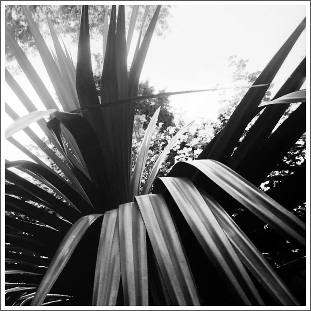 Close-up of large spiky leaves from a plant, with sunlight filtering through trees in the background.
