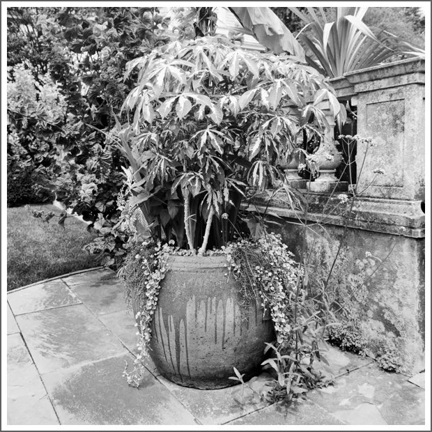 A large potted plant with broad leaves and trailing flowers on a tiled patio near a stone railing.