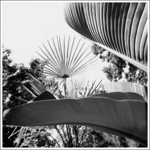 Close-up of large tropical leaves with sunlight filtering through, black and white image.