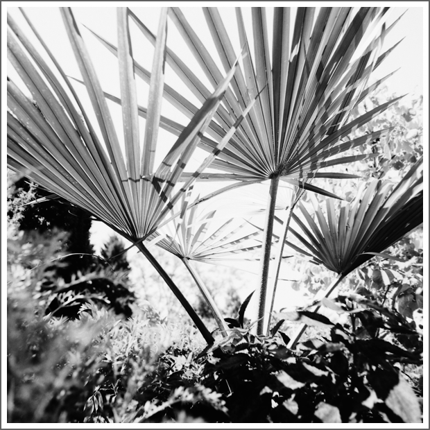 Black and white photo of palm leaves and other plants in a garden.