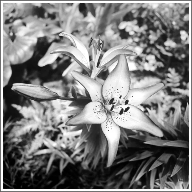 Black and white photo of a blooming lily flower with surrounding foliage.