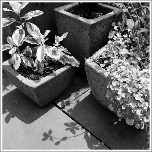 Three concrete planters with leafy plants on a tiled outdoor surface, casting shadows.