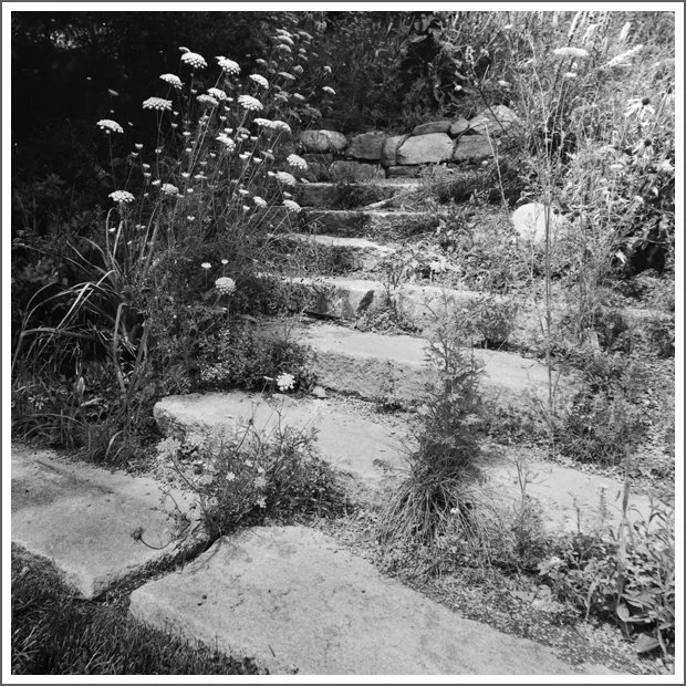 Stone steps leading up a grassy and slightly overgrown outdoor path with tall wildflowers and plants on either side in black and white.
