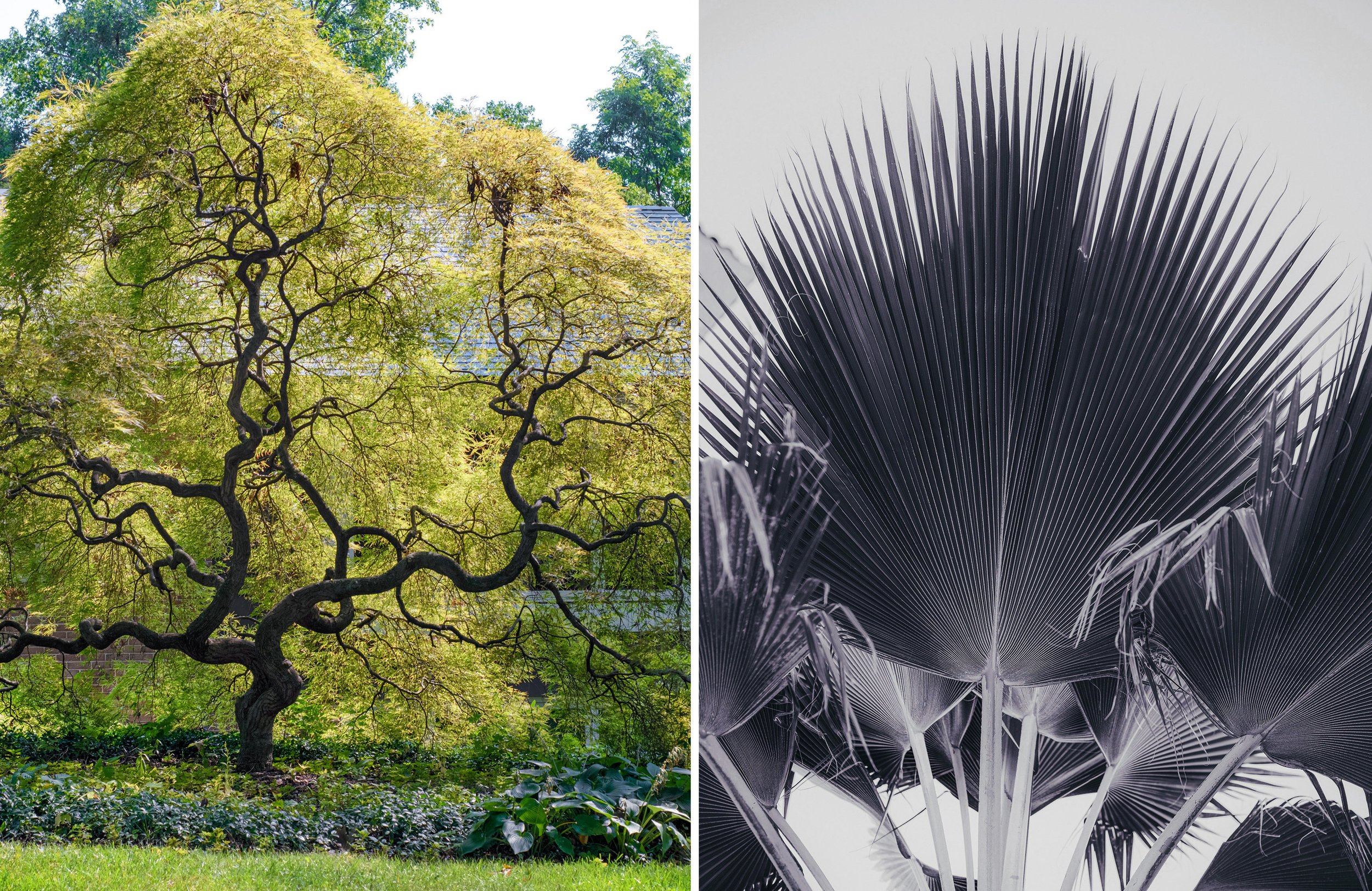 A split image showing two types of trees: on the left, a vibrant Japanese Maple with twisting branches, and on the right, a black-and-white close-up of fan-shaped palm leaves, Tropical.