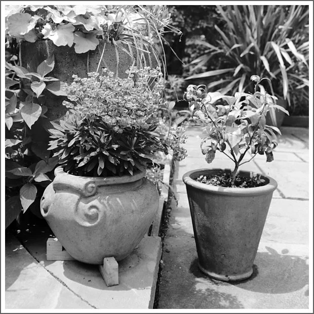 Two potted plants on a patio, one with a decorative pot and lush greenery, the other a smaller plant in a plain pot.
