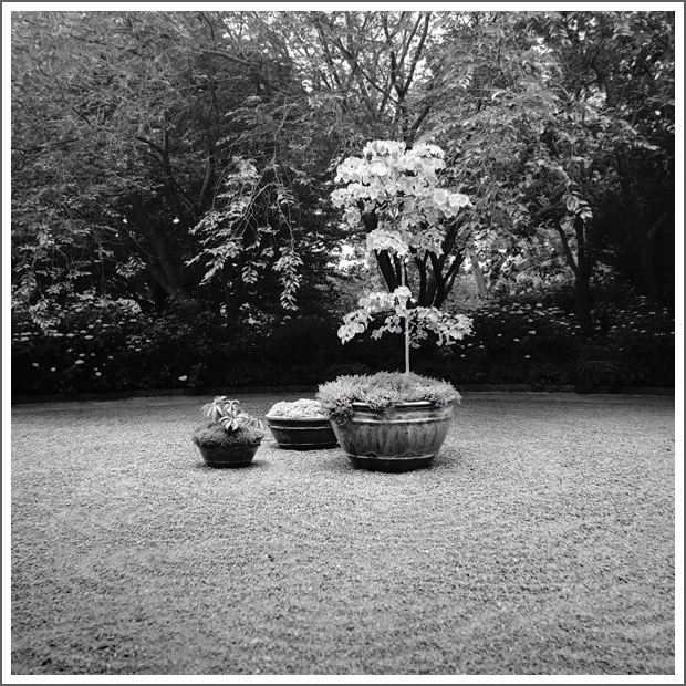 Three potted plants on a manicured lawn with trees in the background.