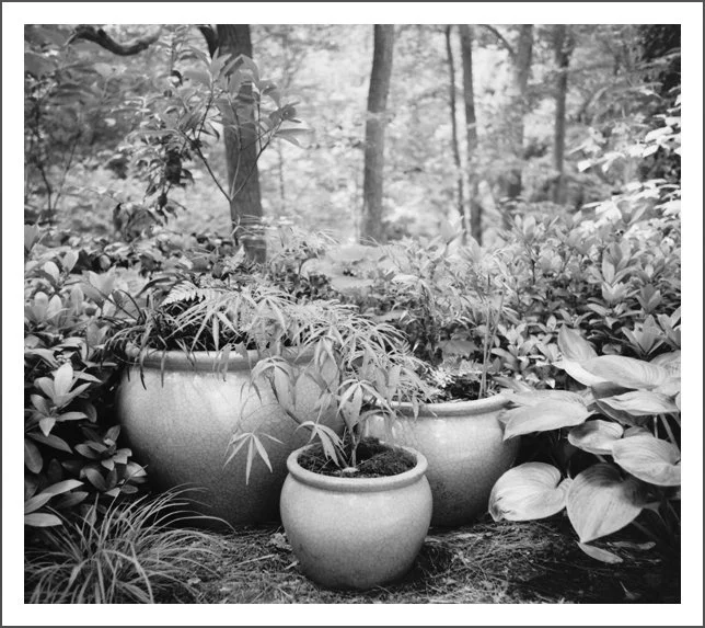 Collection of potted plants in a natural outdoor setting with trees and foliage in the background.