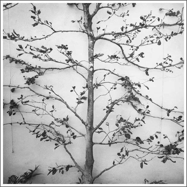 Black and white photo of a tree with sparse leaves against a plain background.