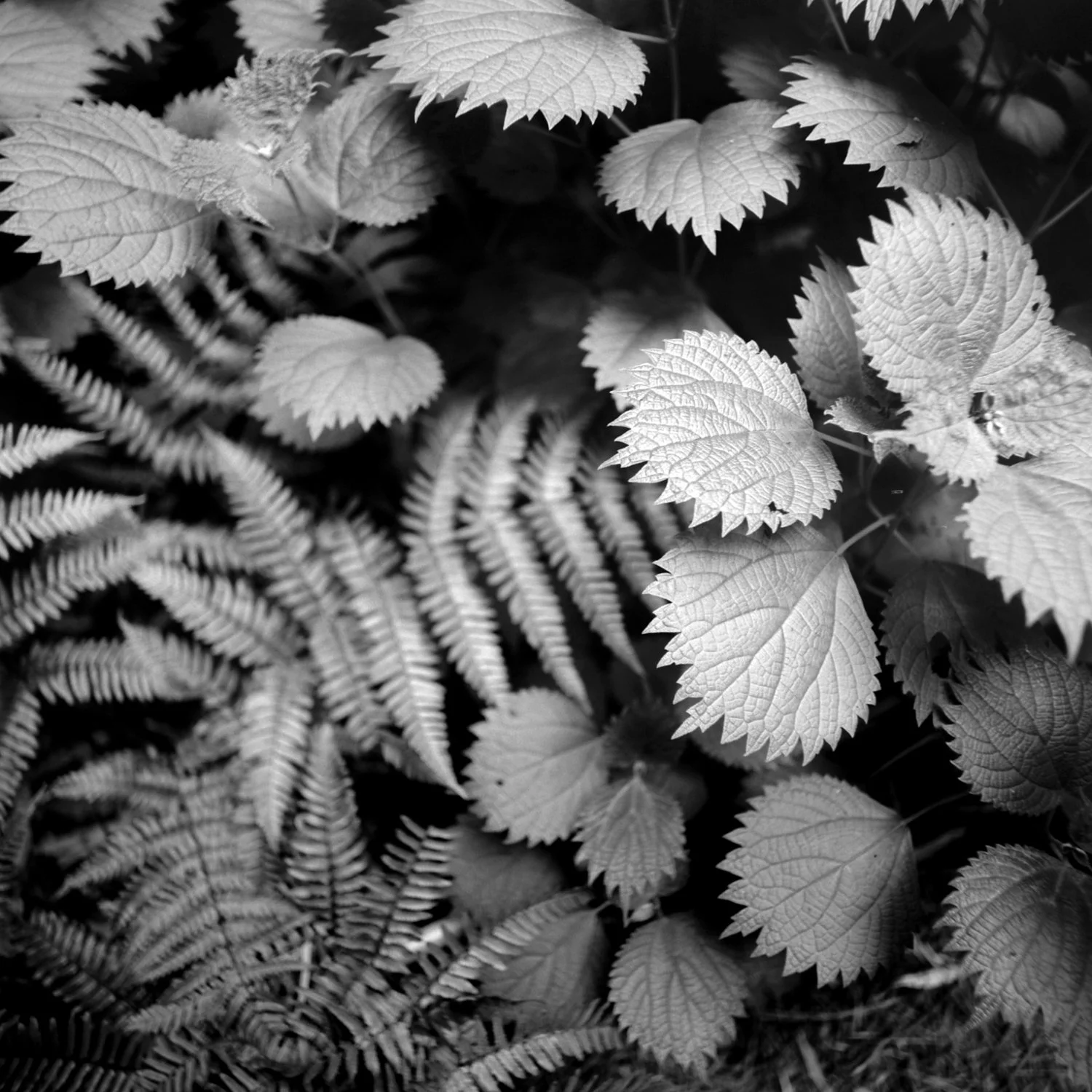Black and white photo of various leaves, including ferns and broad leaves, overlapping each other.