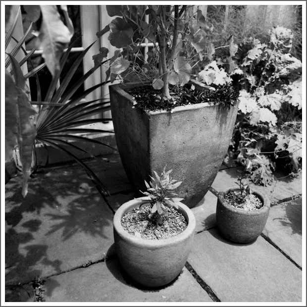 Three potted plants on a patio with various leafy plants in the background