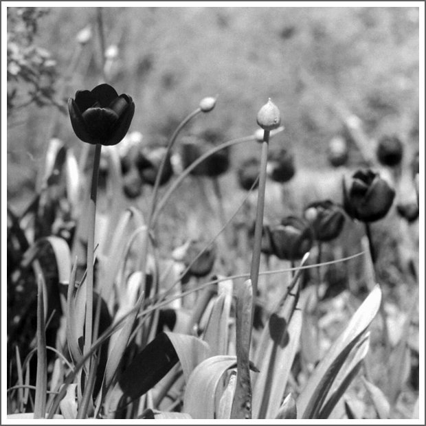 Black and white photograph of flowers, including tulips, growing in a field.