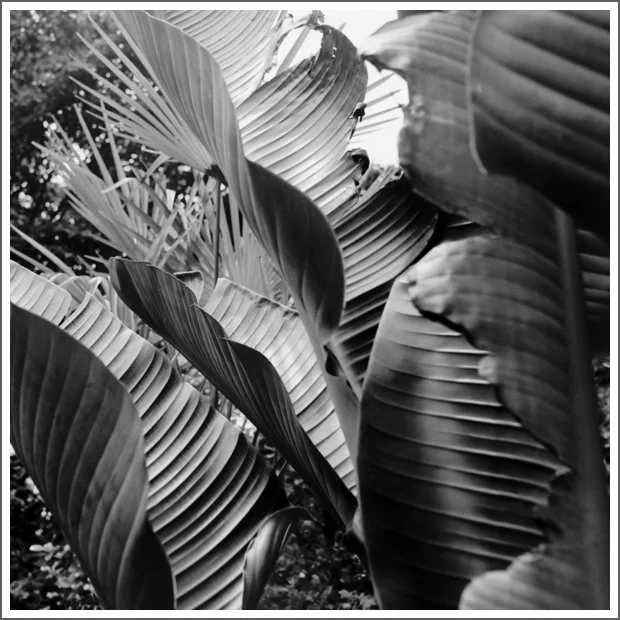 Close-up of large tropical plant leaves, black and white photograph.