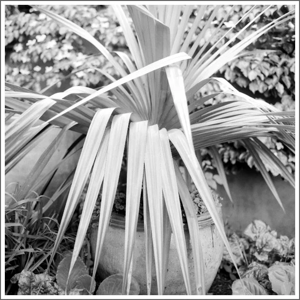A potted plant with large, long, pointed leaves in a garden setting.