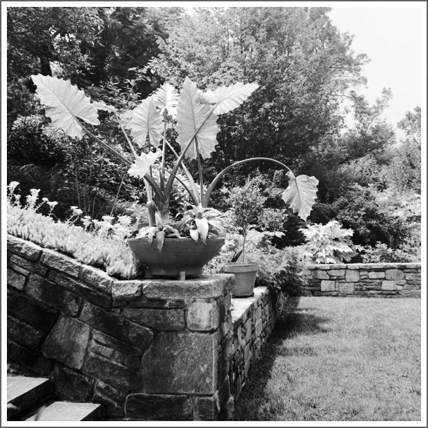 A black and white photo of a garden with a stone wall and large potted plants on top, surrounded by trees and foliage.