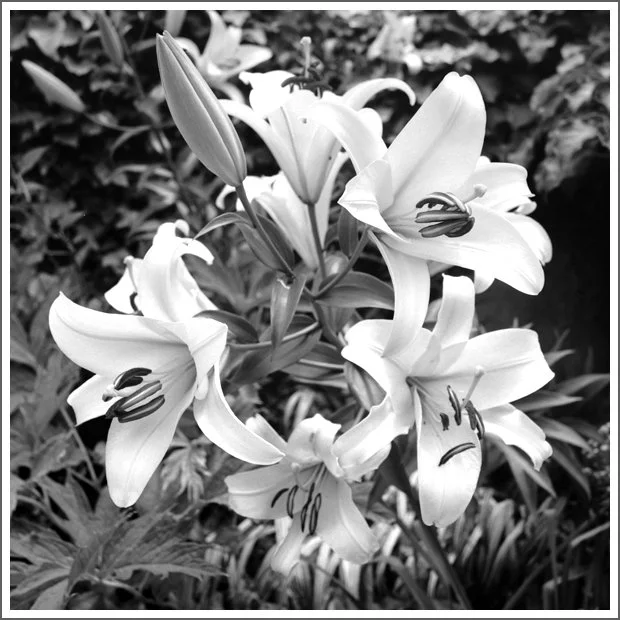 Black and white photograph of blooming lilies with open petals and visible stamens, surrounded by foliage.