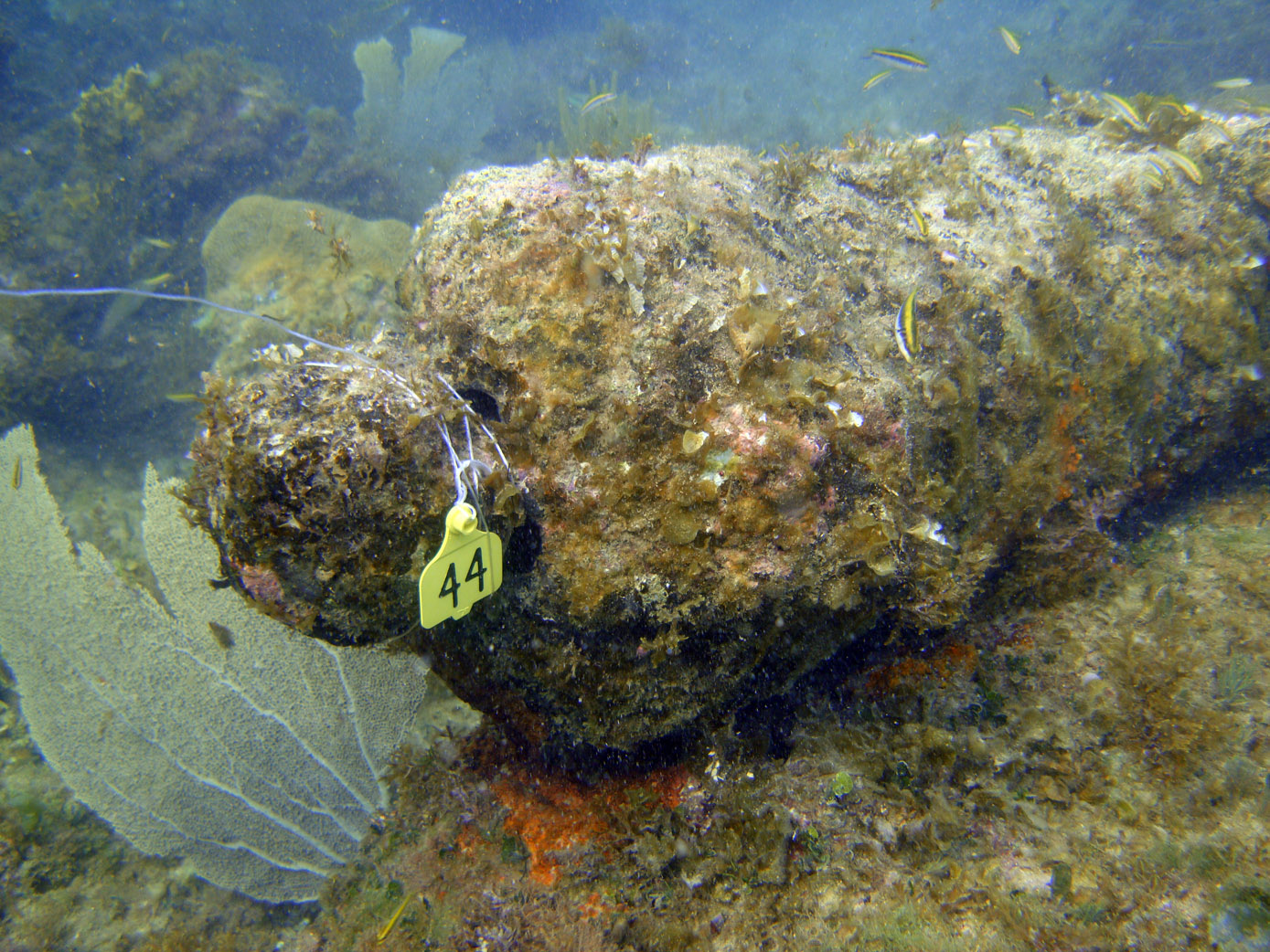 Artefact No:44 an iron cannon from the Island Wreck in Monte Cristi Bay