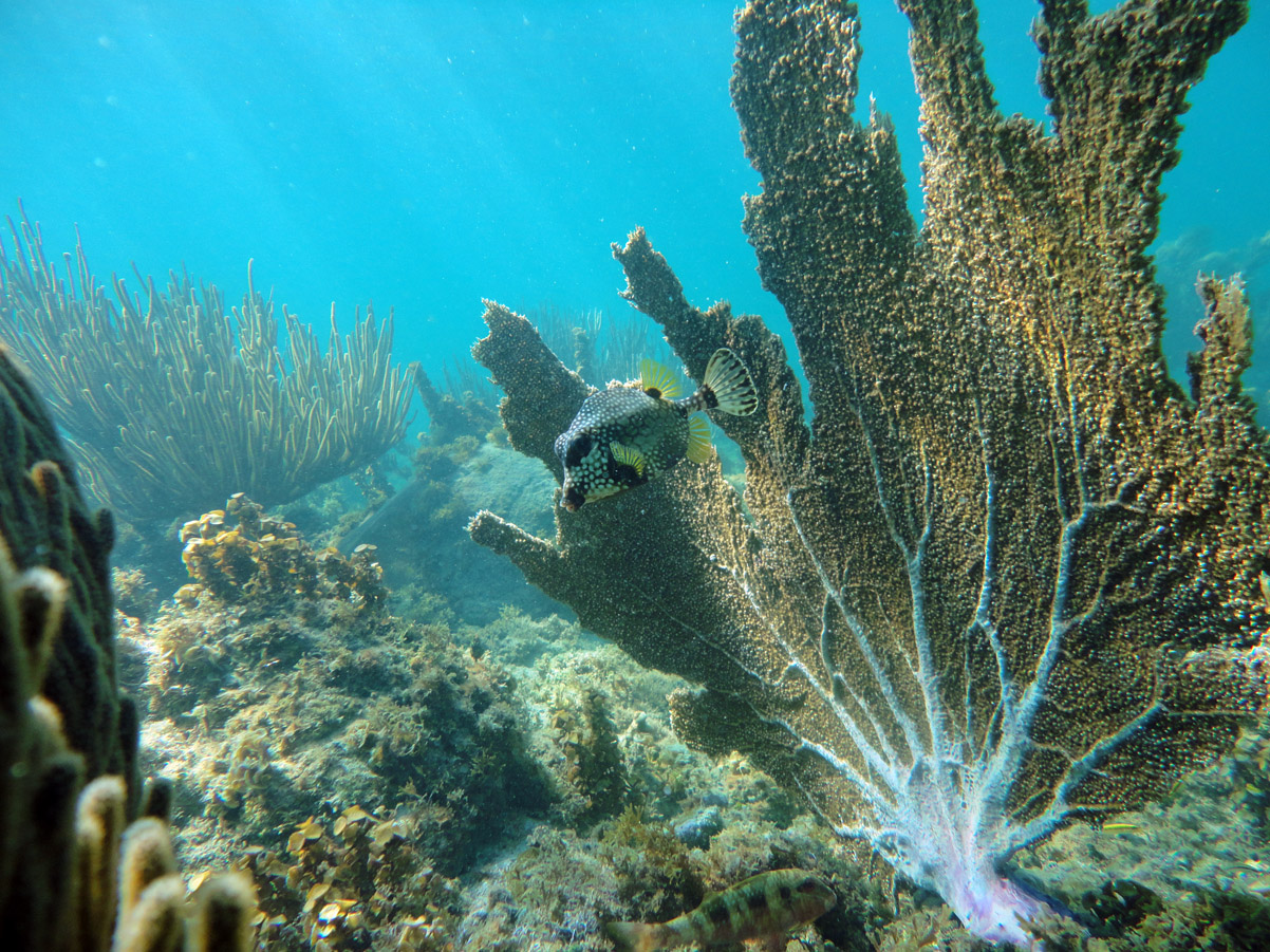 Sea fans on the Island Wreck reef