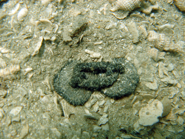  Pewter cufflink found on The Tile Wreck 