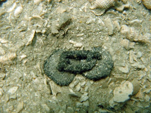 Pewter cufflink found on The Tile Wreck