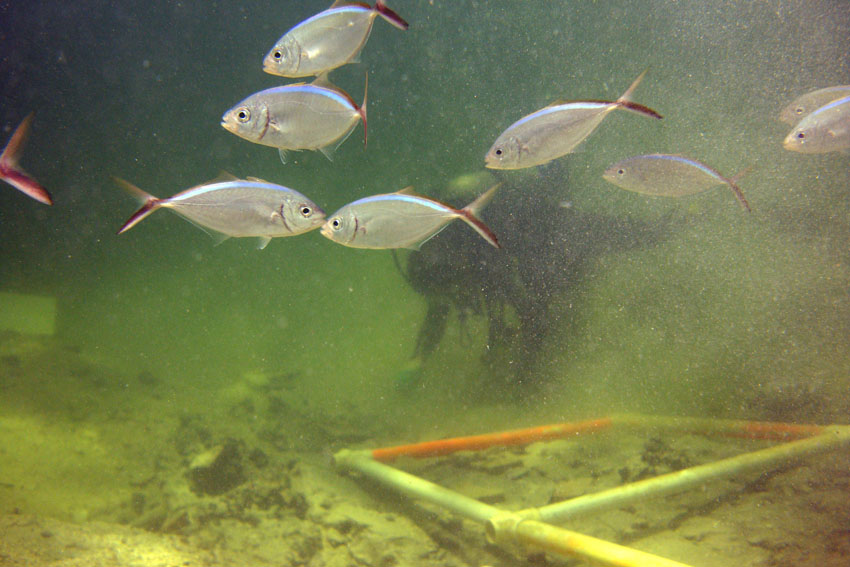  Fish life on the wreck site undisturbed by our work 