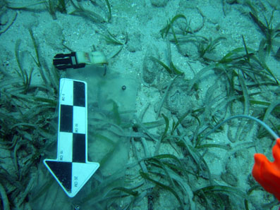  Another lead crystal scalloped shell class perfume bottle found on the wreck site. 