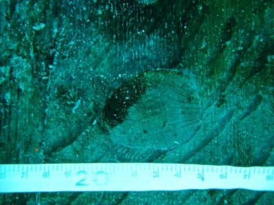 An originally round trunnel deformed by the curvature of the hull planking.