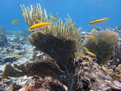 Some of the marine life at the top of the reef.