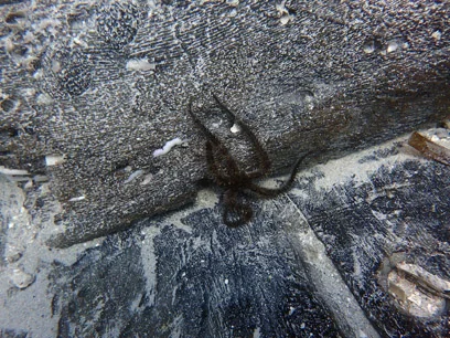 One of our friends next to the limberhole.