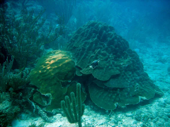 Coral life at the base of the reef