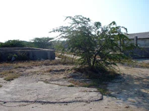The overgrown areas.