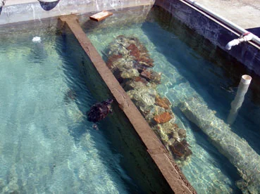 Turtles and fish are used to remove algae from the water.
