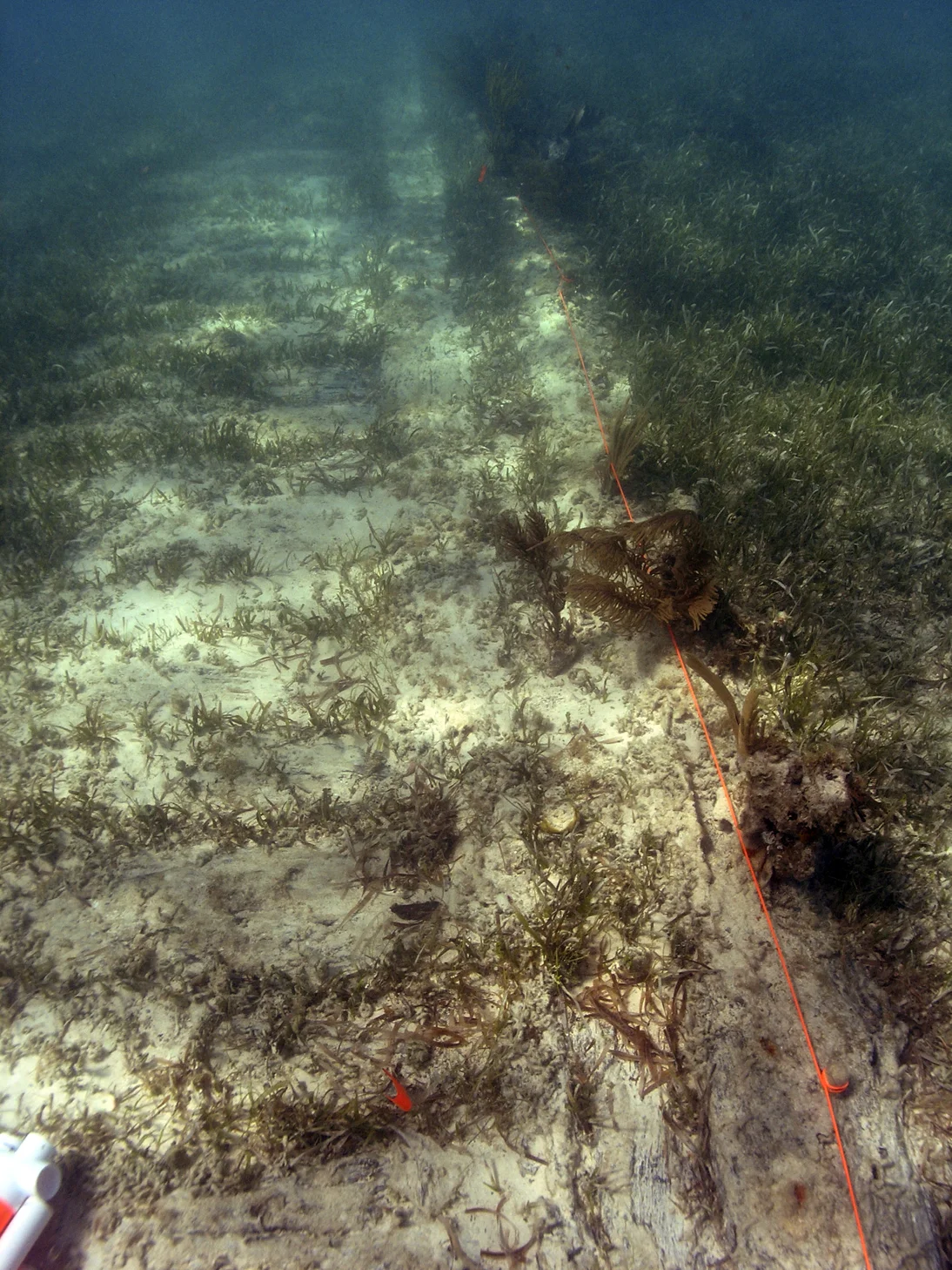 The port side of the wreck with the keelson being market by a florescent orange base line