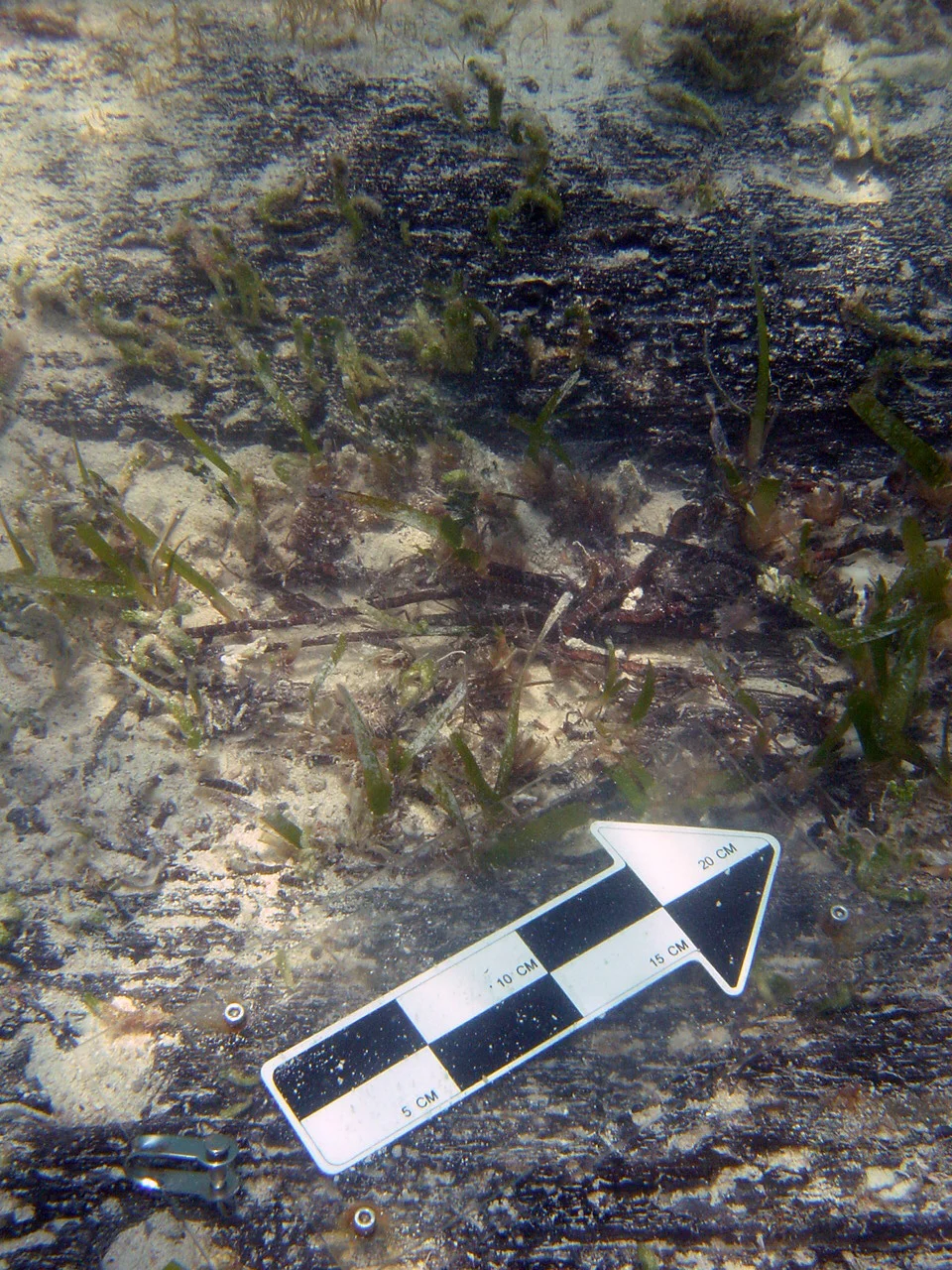Evidence of sea grass destroying the historic timbers