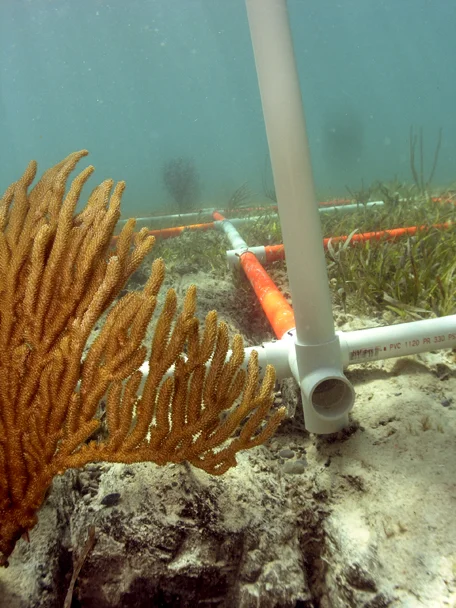 More coral life protected by the raised section of the grid