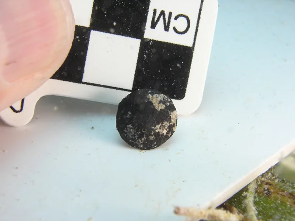 Close up of the button, possibly a spats button.