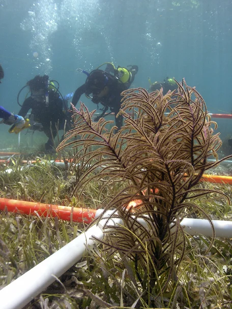 The Team working around the sea grass