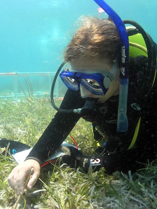 Sarah checking through the sea grass for small artefacts
