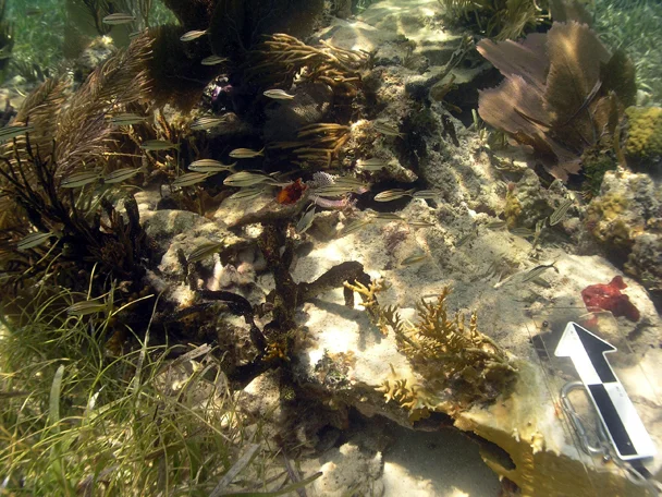 The gudgeon reef