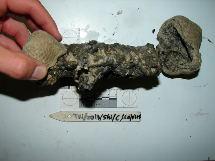 A concreted nail with coral growth at both ends (one detached but found on site)