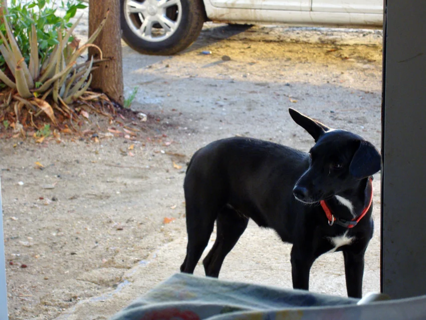 ADMAT dog MO daughter of IZI