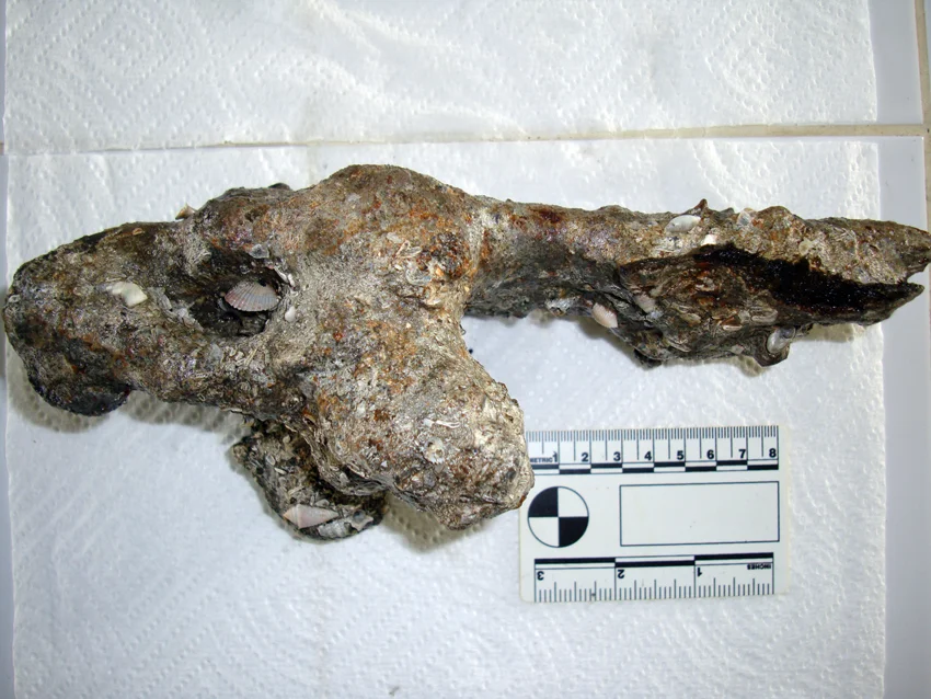 From a side profile a series of iron nails can be seen in the concretion