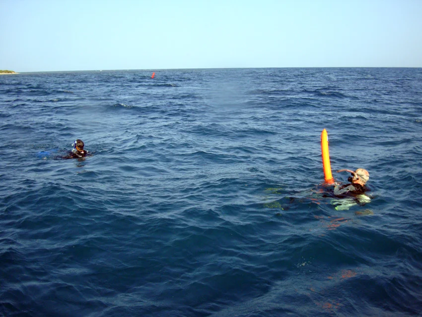 The second pare about to dive. The first pair can be seen in the distance by their marker buoy