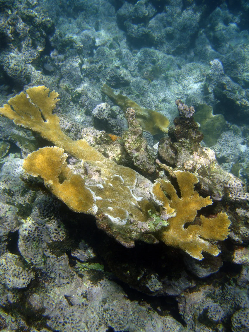 Coral formations in the shallows