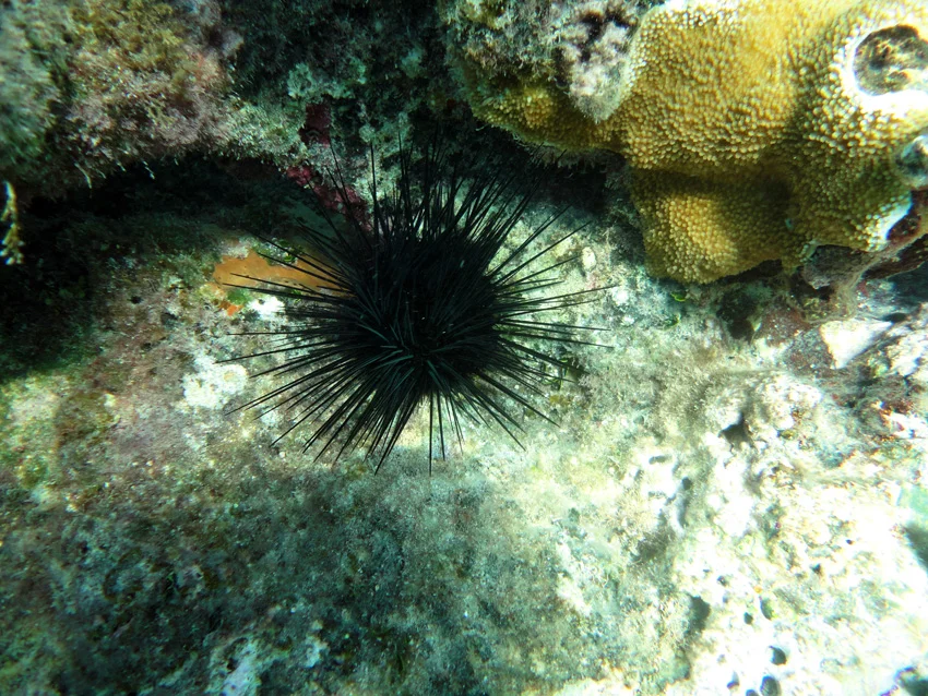 Black spiny sea urchins were in abundance, but unlike their cousins in St Kitts on the White House Bay Wreck site, these thankfully remained static