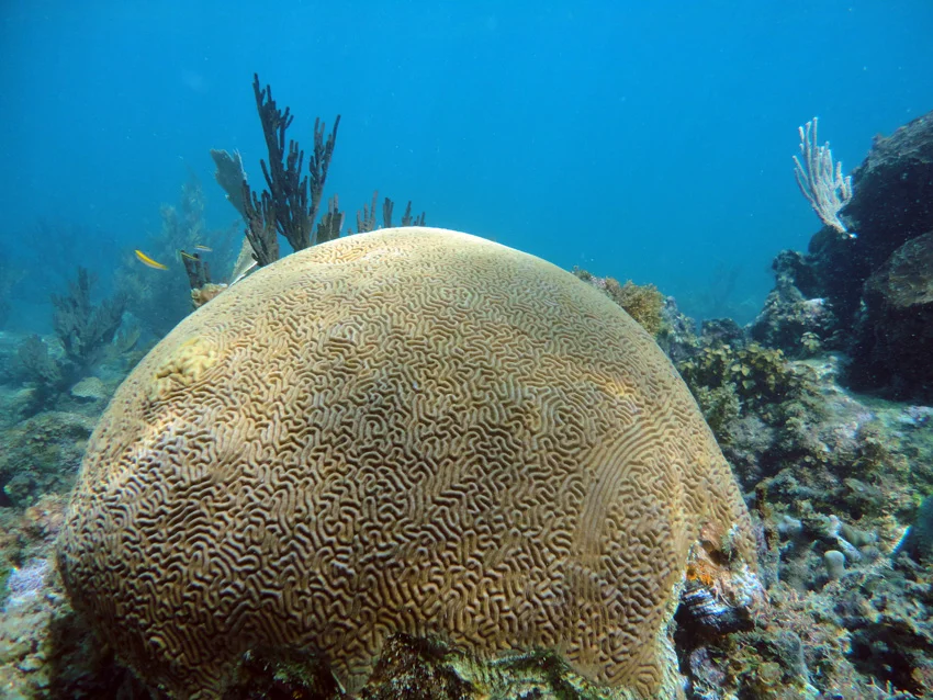 Another large Brain coral to the south of the wrecking area. No large brain corals were found in the 200 sq meter wrecking area