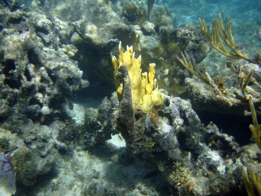 Fire coral