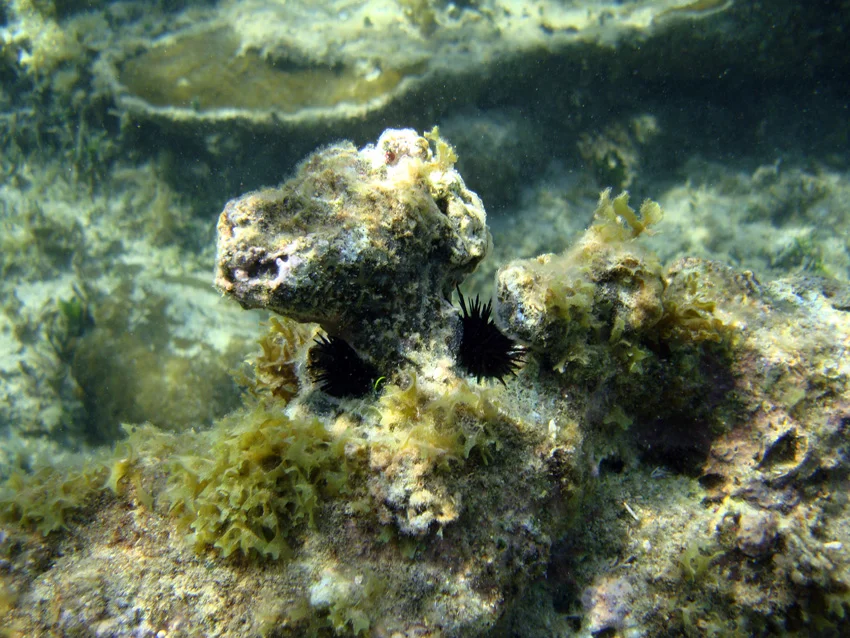 The rock eating sea urchins clearly undermining a piece of coral