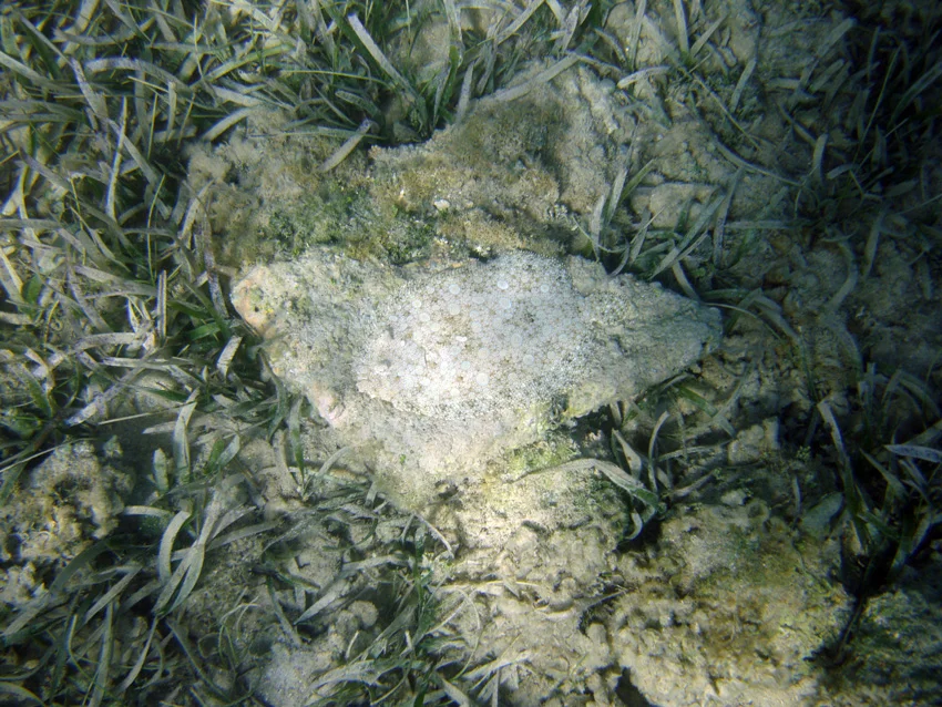 A friendly flat fish
