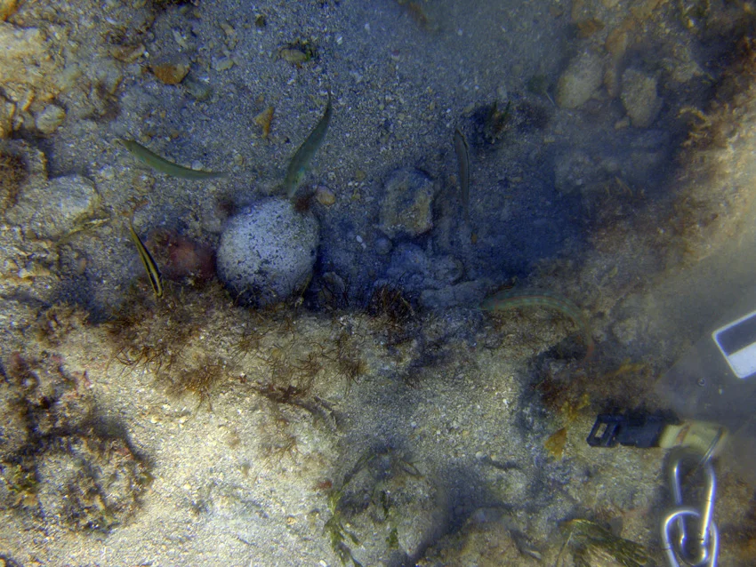 A large piece of blue flint, amongst some curved iron concretions